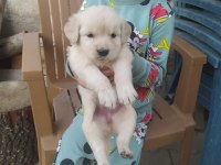 Baby face golden retriever yavrular yuvalarını bekliyor