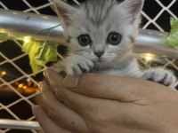 British shorthair sahiplendirme