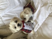 Sahibinden Aşılı Orjinal Maltese Terrier Yavrular