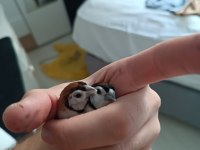 Baykuş İspinozu Çift