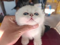 Show kalite Sıfır kulak silver point scottish fold yavrumuz