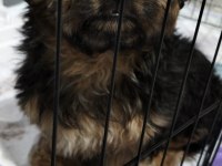Morkie bebeğimiz teslime hazır