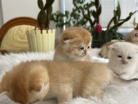 Safkan kaliteli golden yavrular (british ve scottish fold)