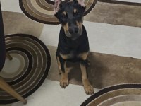 Yavru doberman köpeği