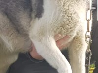 Maviş gözlü safkan erkek husky yavru