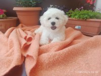 21 Mart doğumlu bichon frise kızlarım