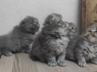 45 günlük british longhair yavrular