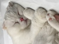 1.5 yaşında yakışıklı scottish fold oğlumu veriyorum