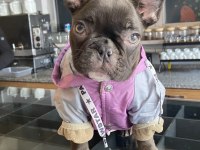 Pera 5 aylık dişi french bulldog