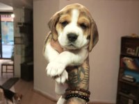 Sahibinden beagle yavru