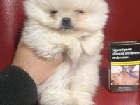 Pomeranian Boo Yavrumuz