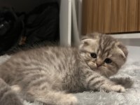 Scottish fold yavru