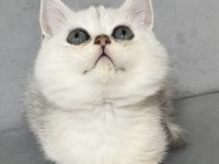 Silver ns11 erkek british shorthair
