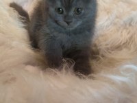 2.5 aylık british shorthair yavrularım