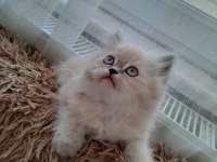 2,5 aylık yavru chinchilla kediler