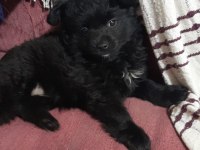 3 aylık yavru spitz ücretsiz sahiplendirilecektir erkek