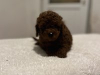 Kore dark red poodle bebekler