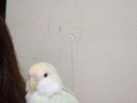 Geveze papağanımı sahiplendiriyorum