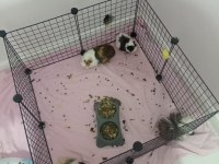 3 Yavru (3 aylık) ve 1 Hamile Ginepig (8 aylık) + Kafes