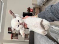 Scottish fold ve british shorthair kedimiz