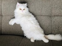 DOLL FACE İRAN KEDİMİZ