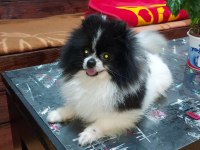 Pomeranian Boo