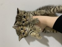 Sahibinden Golden Black Tabby British Shorthair Erkek Yavru