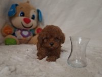 Acele Edene Dişi ve Erkek Toy Poodle Yavrular