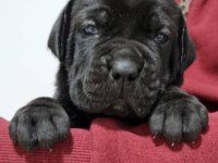 DEV CANE CORSO YAVRULARI ANKARA