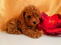Kore Gen Toy Poodle Yavrular