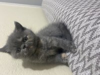 2 aylık british shorthair