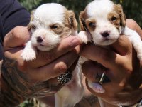 Cavalier King Charles Yavruları