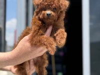Petmode köpek çiftliğinden redbrown toy poodle