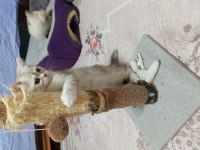 British Shorthair Ve British Golden Yavrularımız