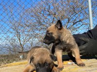 A Kalitede Belçika Kurdu Malinois
