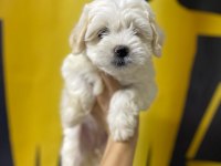 A Kalite Maltese Yavruları 0 Beden