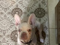 İSABELLA TAN PLATİNİUM ERKEK YAVRU FRENCH BULLDOG