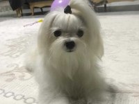A şecereli kore babadan mükemmel yavru köpekler