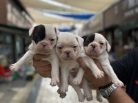 Kar Beyaz Sağlıklı Orjinal French Bulldog