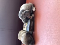 Orjinal eşsiz güzellikte chihuahua yavrularımız