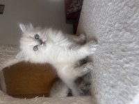 Scottish fold ve straight yavrularım