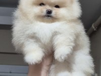 Üst kalite orijinal ırk AYI surat pomeranian boo DİŞİ