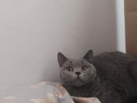 British Shorthair 9 aylık erkek