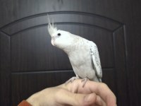 Yavru white face sultan papağanı