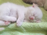 Scottish fold