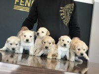 Baby Face Golden Retrıewer Yavruları Fenomen Pets 