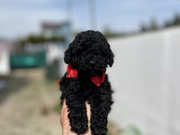 Kore ve toy poodle bebekler
