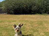 Saf terrier köpeğimiz