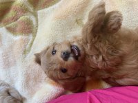 Toy poodle bebekleri