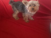 7 aylık şecereli yorkshire terrier